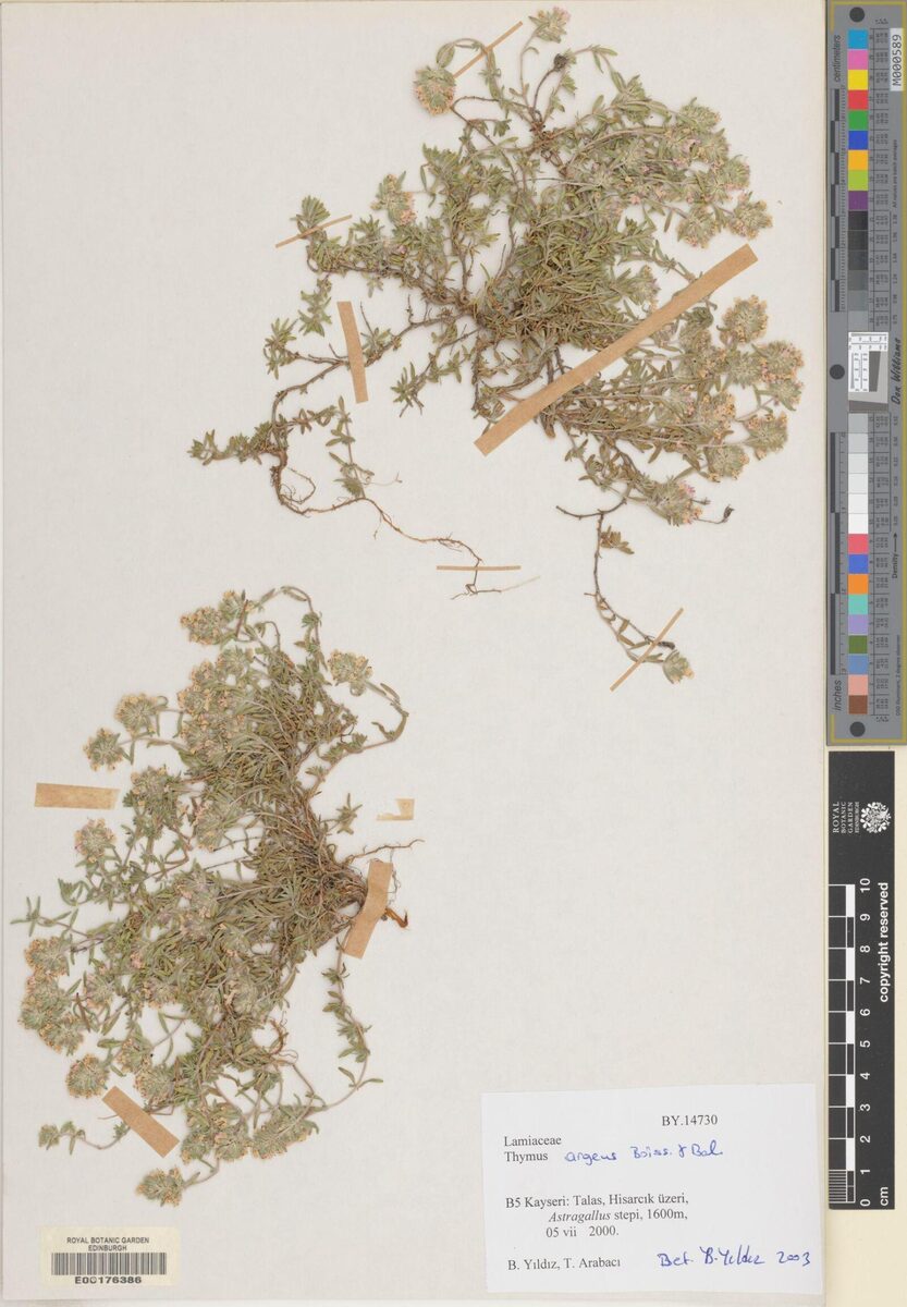 Thymus argaeus