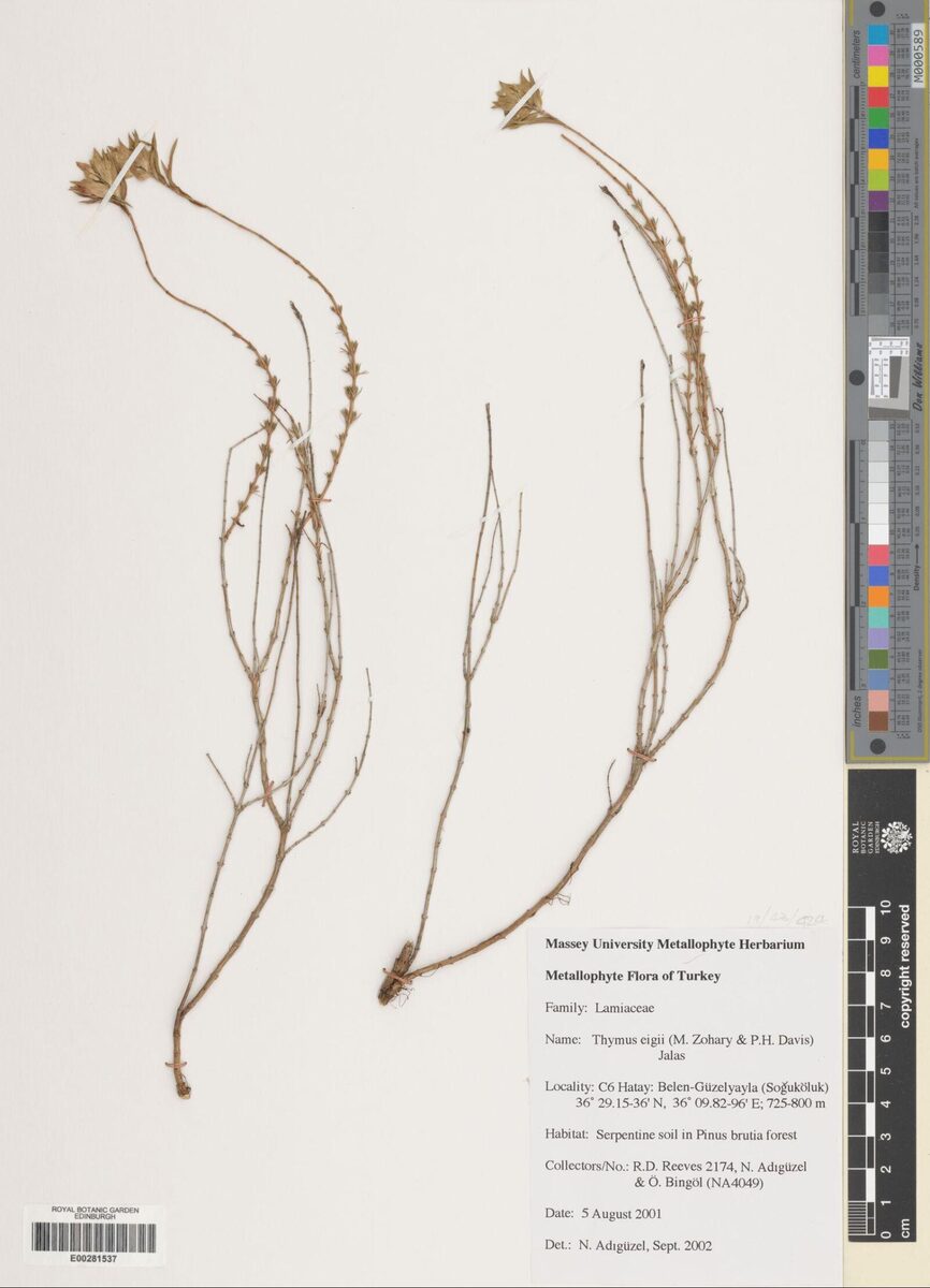 Thymus eigii — photo