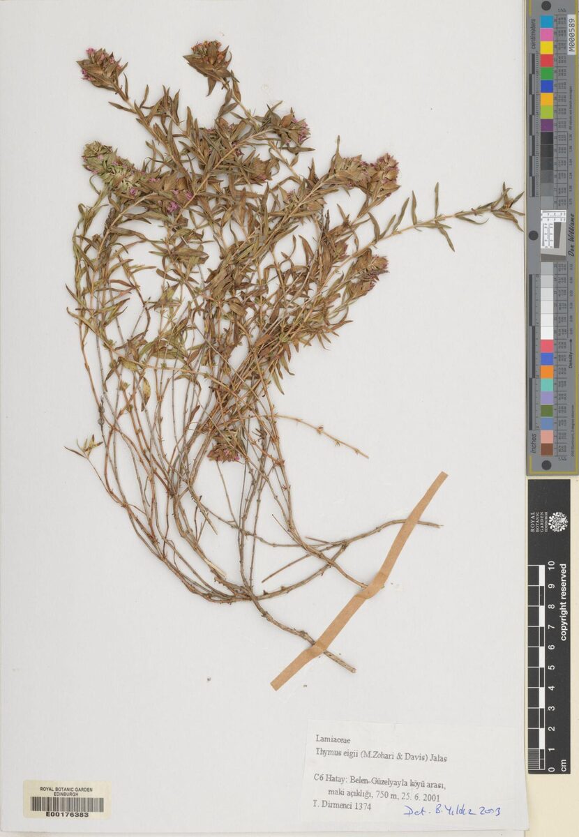 Thymus eigii