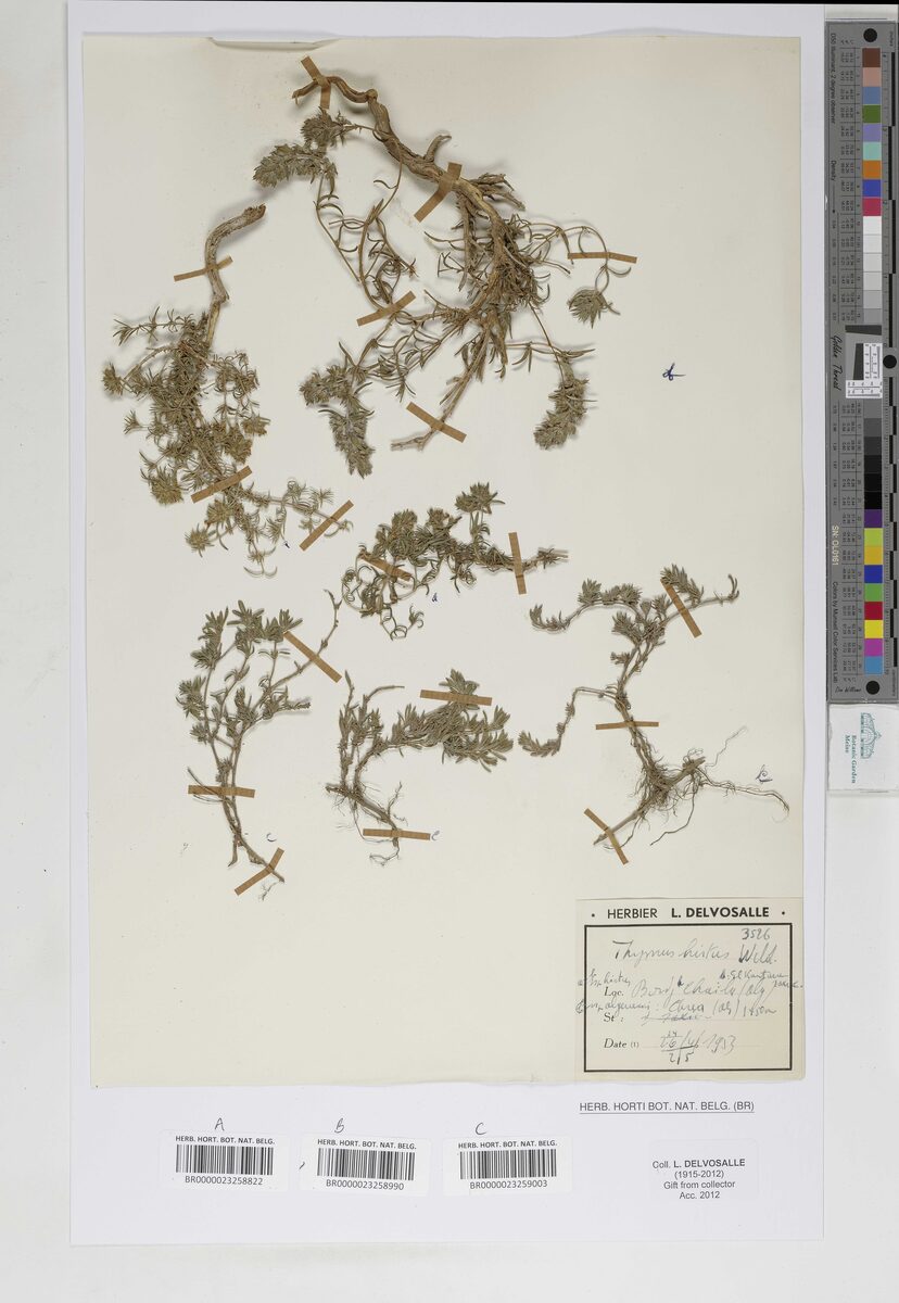 Thymus hirtus