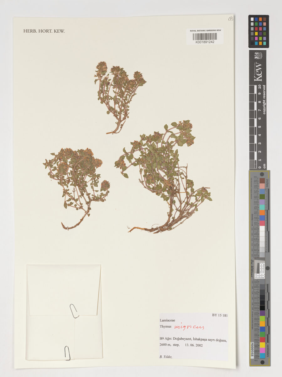 Thymus migricus — photo