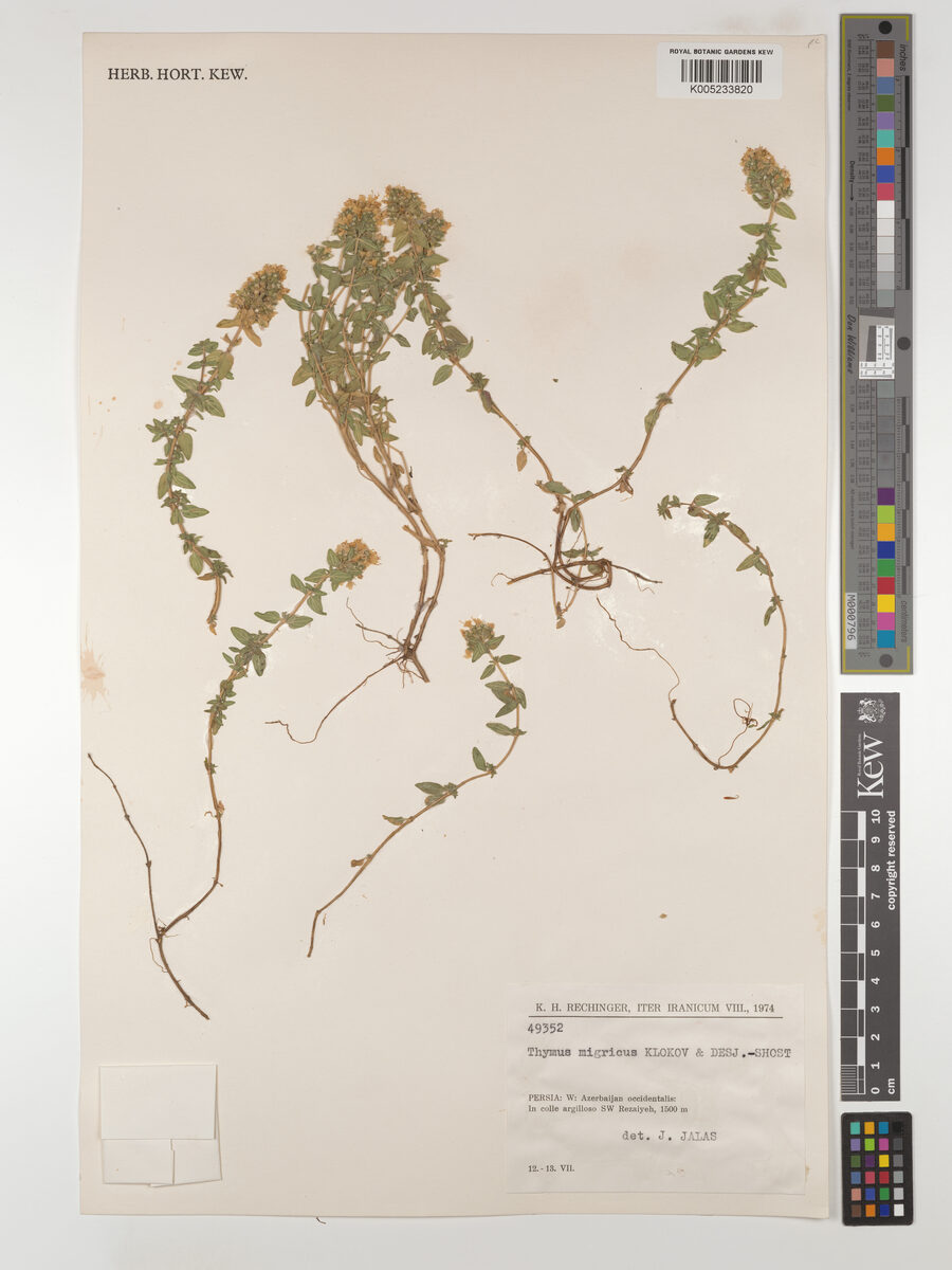 Thymus migricus — photo