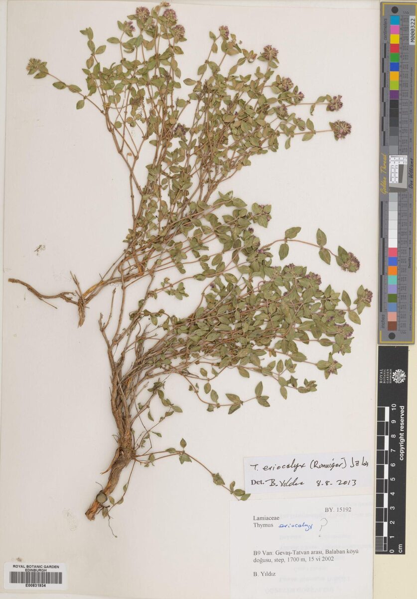 Thymus migricus