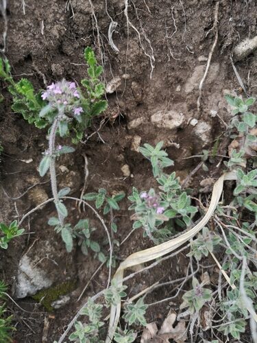 Thymus pannonicus (Eurasian thyme) — photo