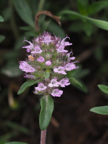 Thymus pannonicus
