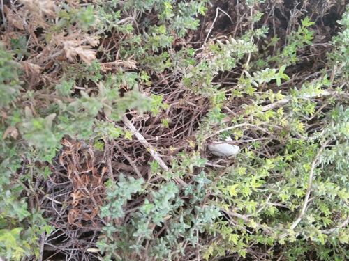 Thymus piperella (Spanish Pepper Thyme) — photo