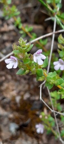 Thymus piperella