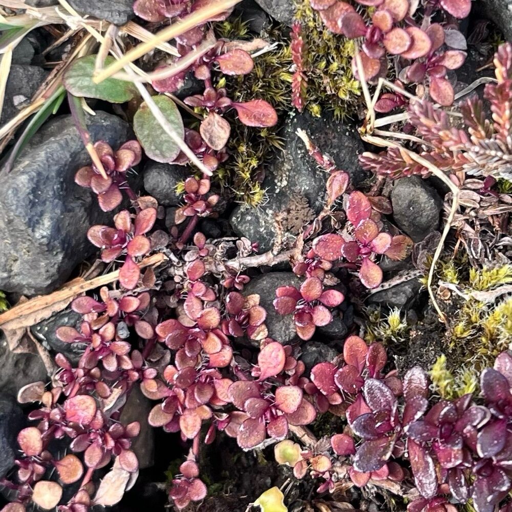 Thymus praecox arcticus - (E.Durand.)Jalas. (Wild Thyme) — photo