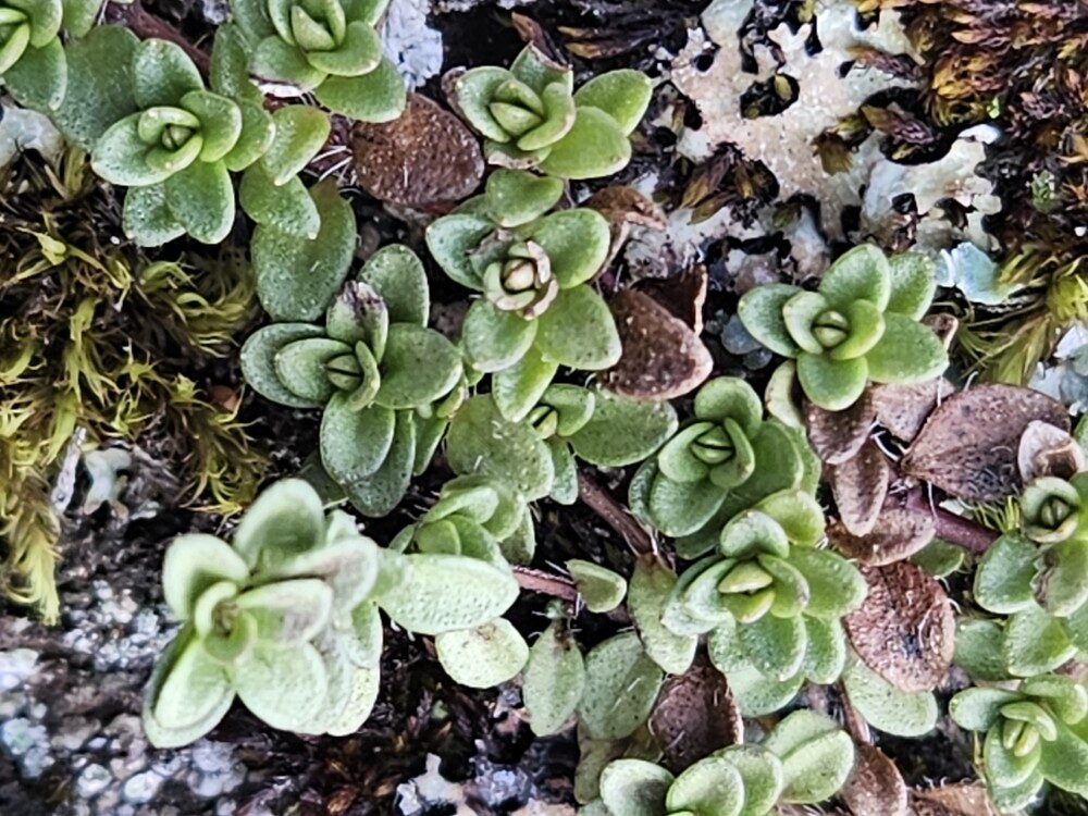 Thymus praecox arcticus - (E.Durand.)Jalas.