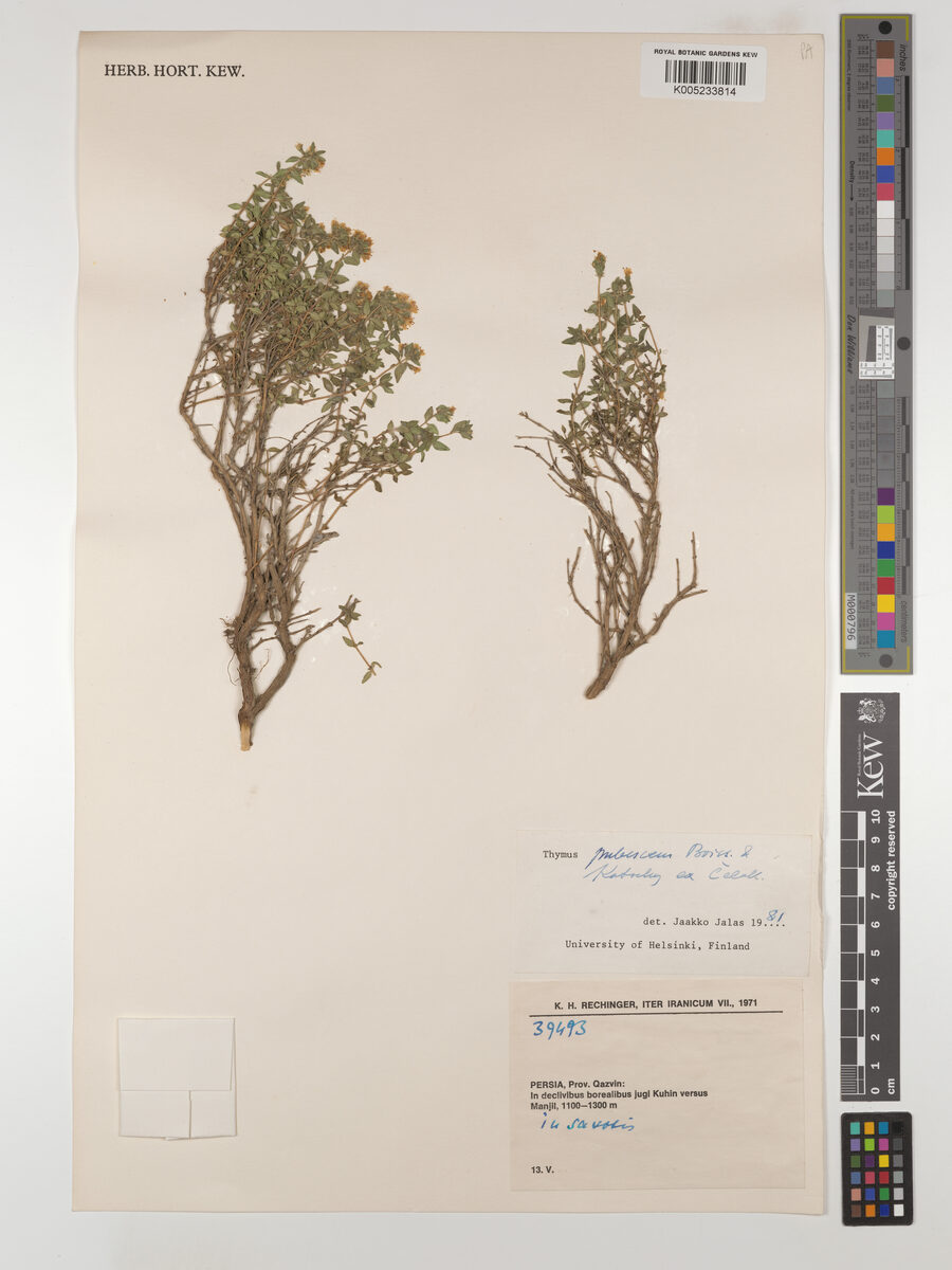 Thymus pubescens — photo