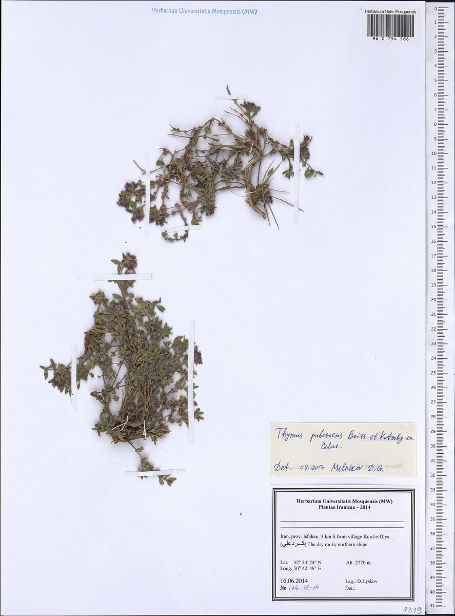 Thymus pubescens