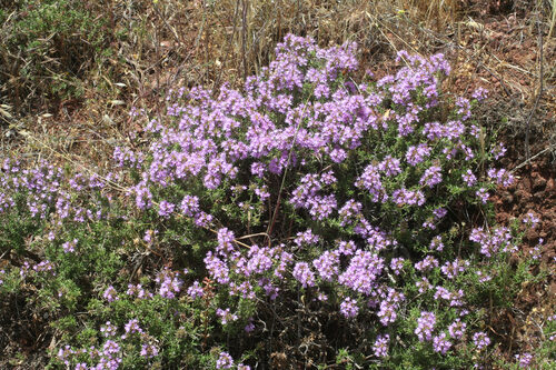 Thymus saturejoides — photo