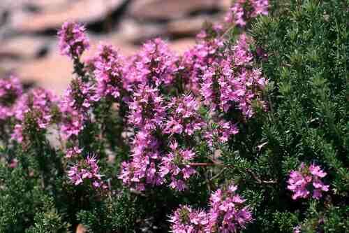 Thymus saturejoides — photo