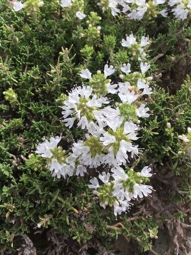 Thymus saturejoides