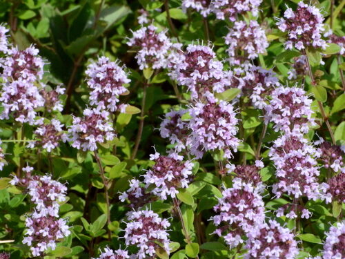 Thymus serpyllum (Creeping thyme) — photo