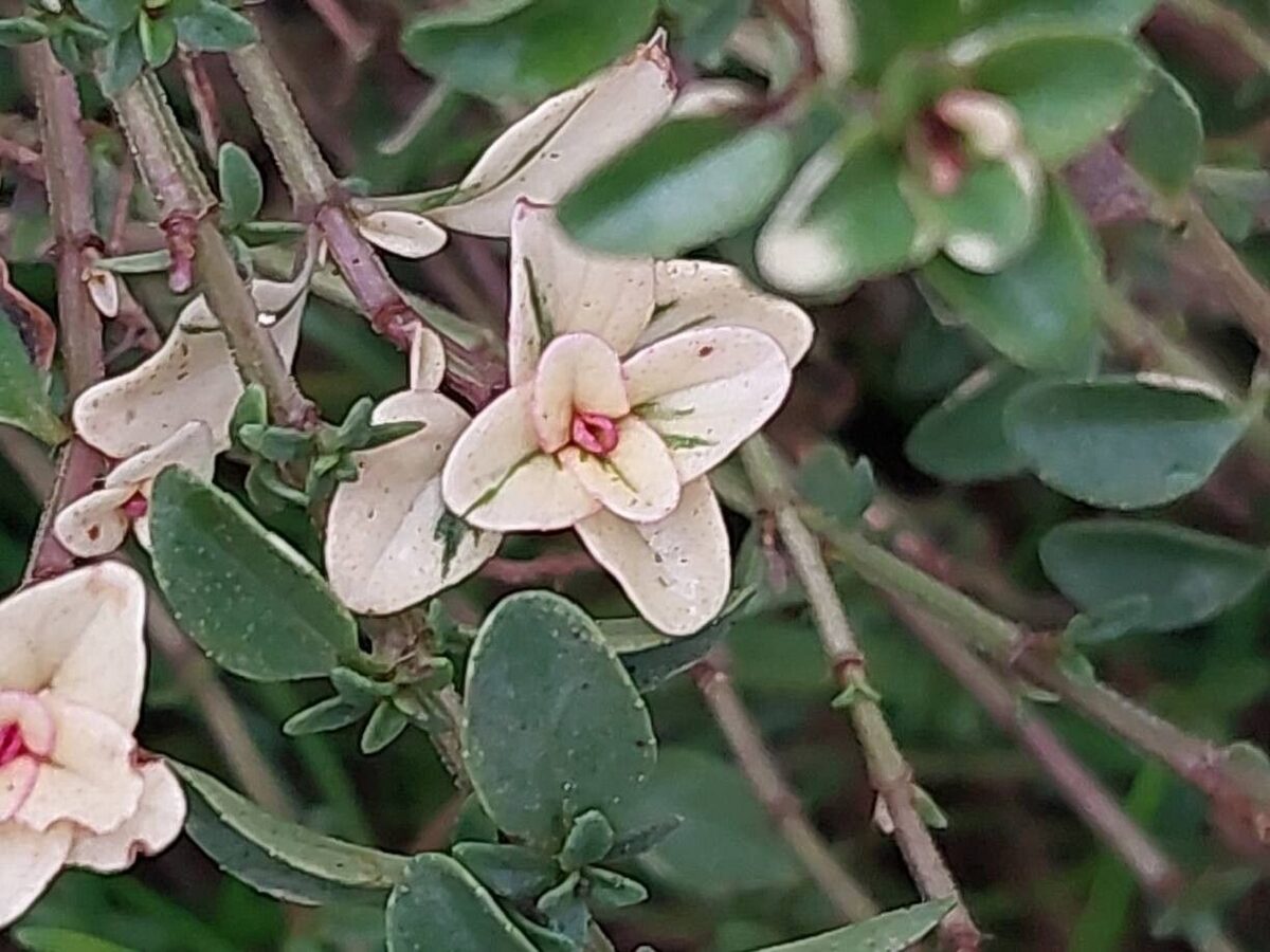 Thymus x citriodorus - (Pers.)Schreb. (Lemon Thyme) — photo