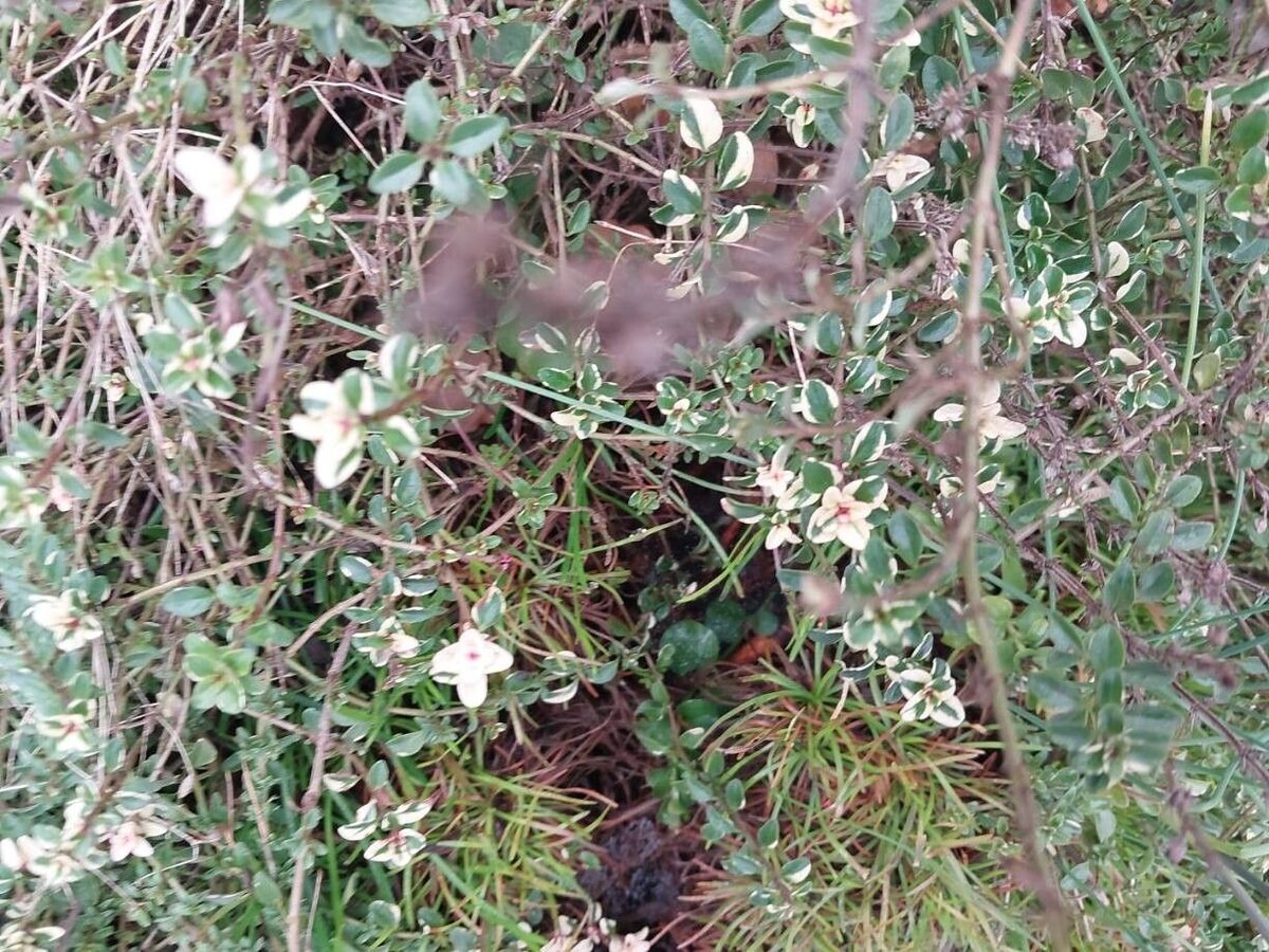 Thymus x citriodorus - (Pers.)Schreb. (Lemon Thyme) — photo