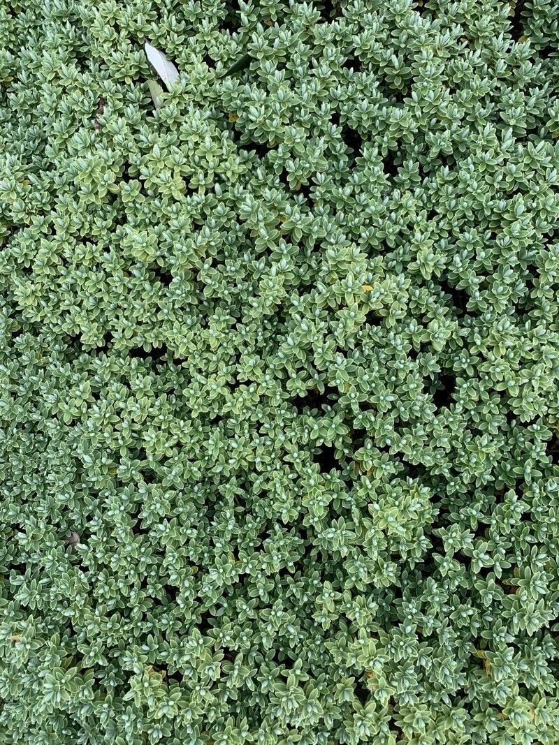Thymus x citriodorus - (Pers.)Schreb.