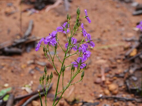 Thysanotus thyrsoideus (Fringed lily) — photo
