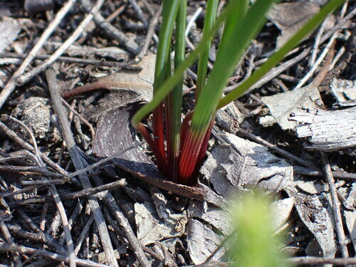Thysanotus thyrsoideus (Fringed lily) — photo