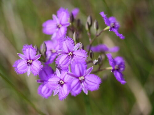 Thysanotus thyrsoideus