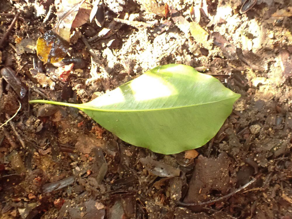 Tieghemella africana (Douka) — photo