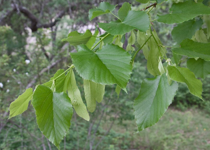 Tilia americana var. caroliniana (Carolina basswood) — photo