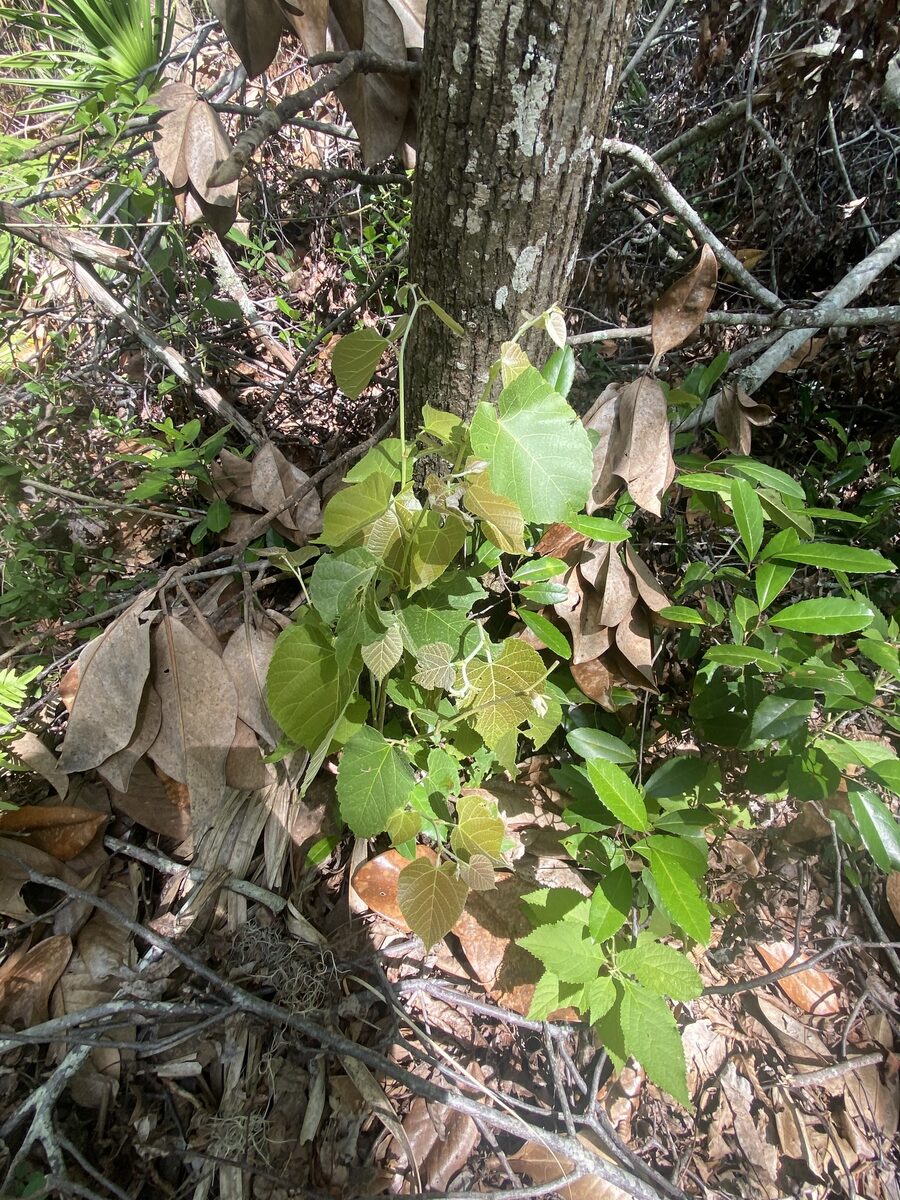 Tilia americana var. caroliniana (Carolina basswood) — photo