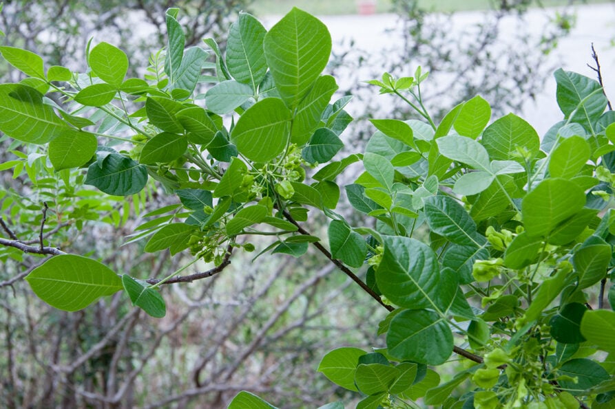 Tilia americana var. caroliniana