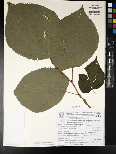Tilia americana var. mexicana — photo