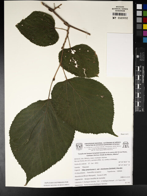 Tilia americana var. mexicana — photo