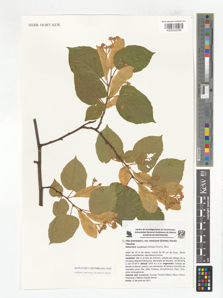 Tilia americana var. mexicana
