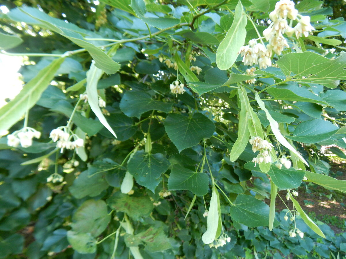 Tilia caroliniana (Carolina Basswood) — photo
