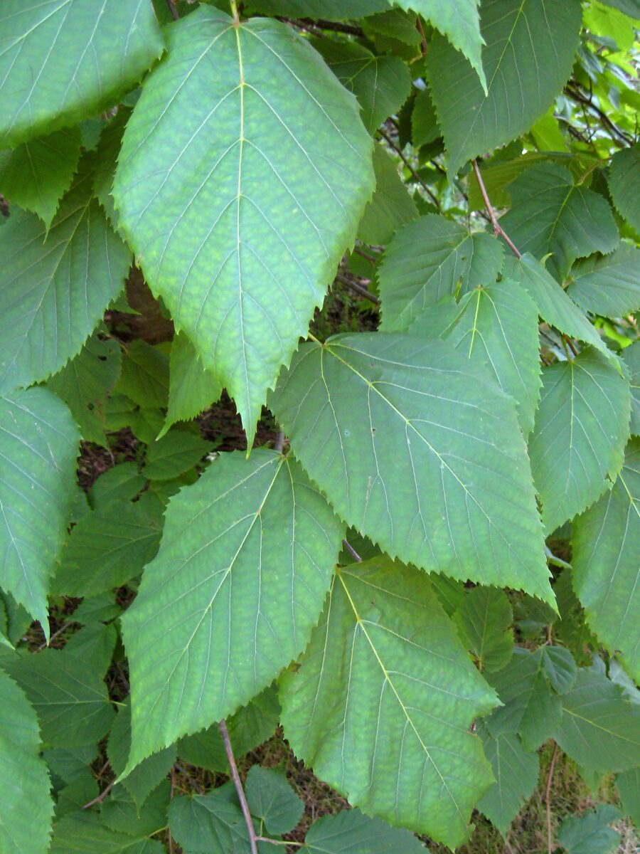 Tilia caroliniana (Carolina Basswood) — photo