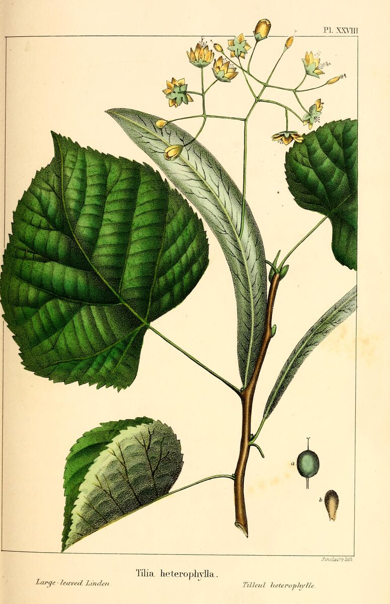Tiliaceae