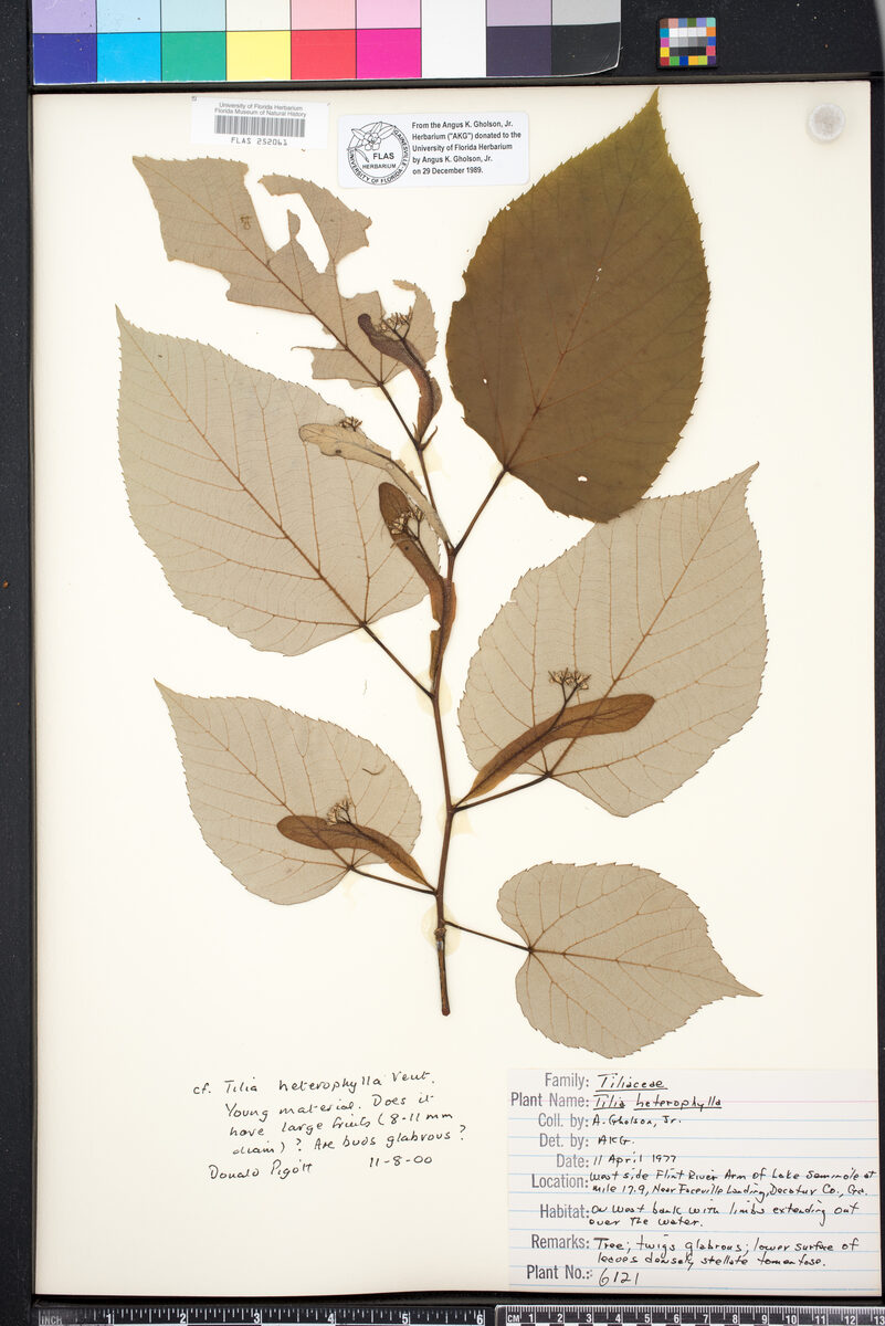 Tilia heterophylla (White Basswood) — photo