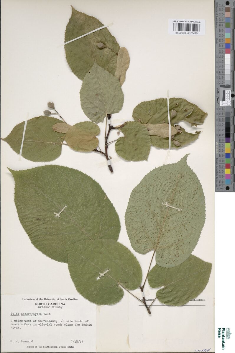 Tilia heterophylla (White Basswood) — photo
