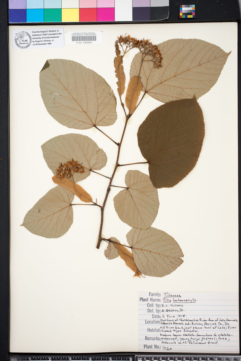 Tilia heterophylla