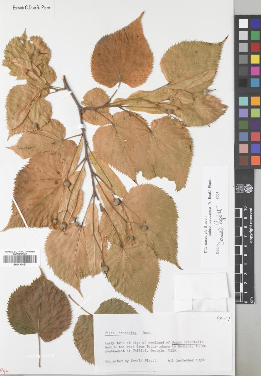 Tilia rubra subsp. caucasica — photo