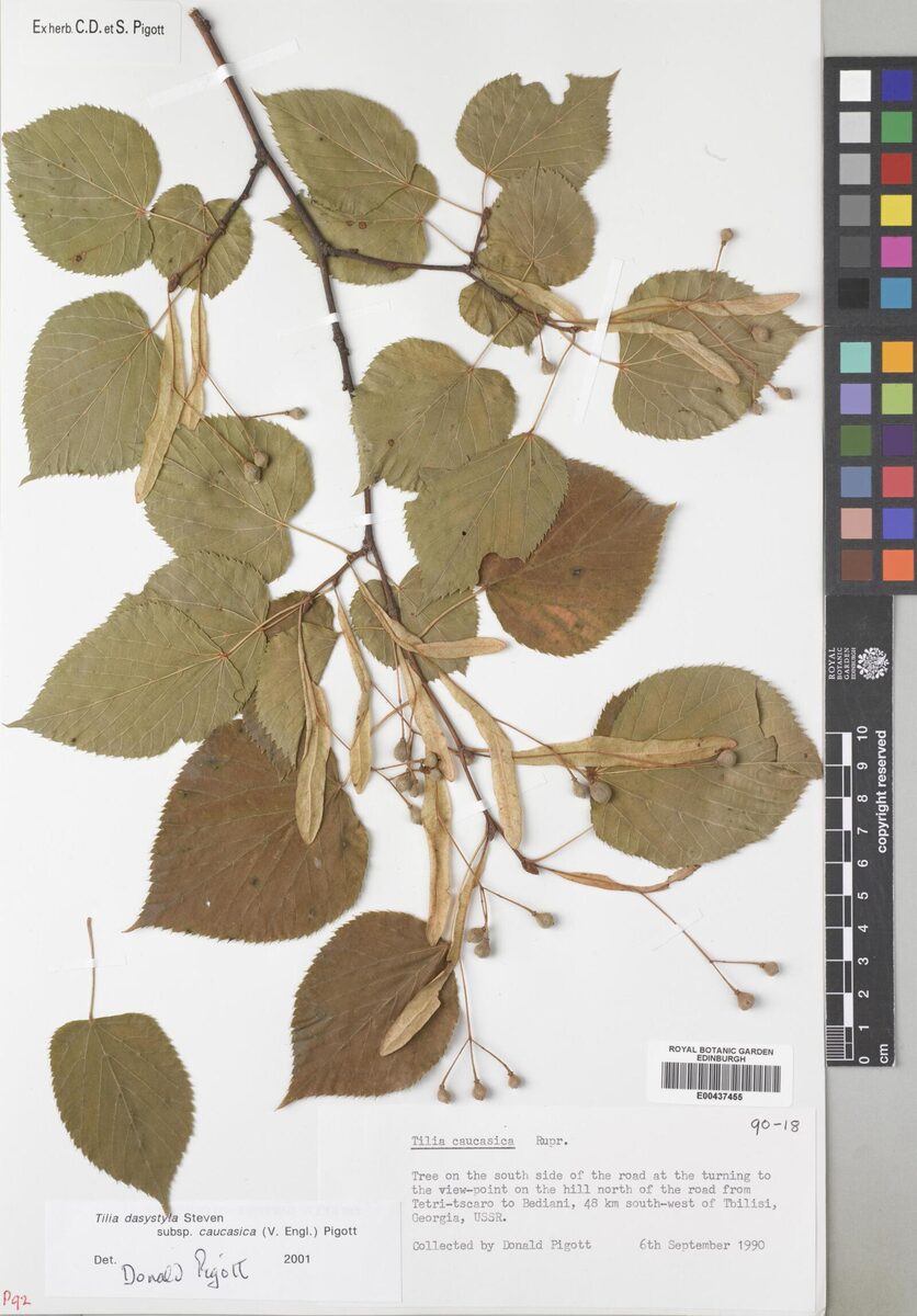 Tilia rubra subsp. caucasica — photo
