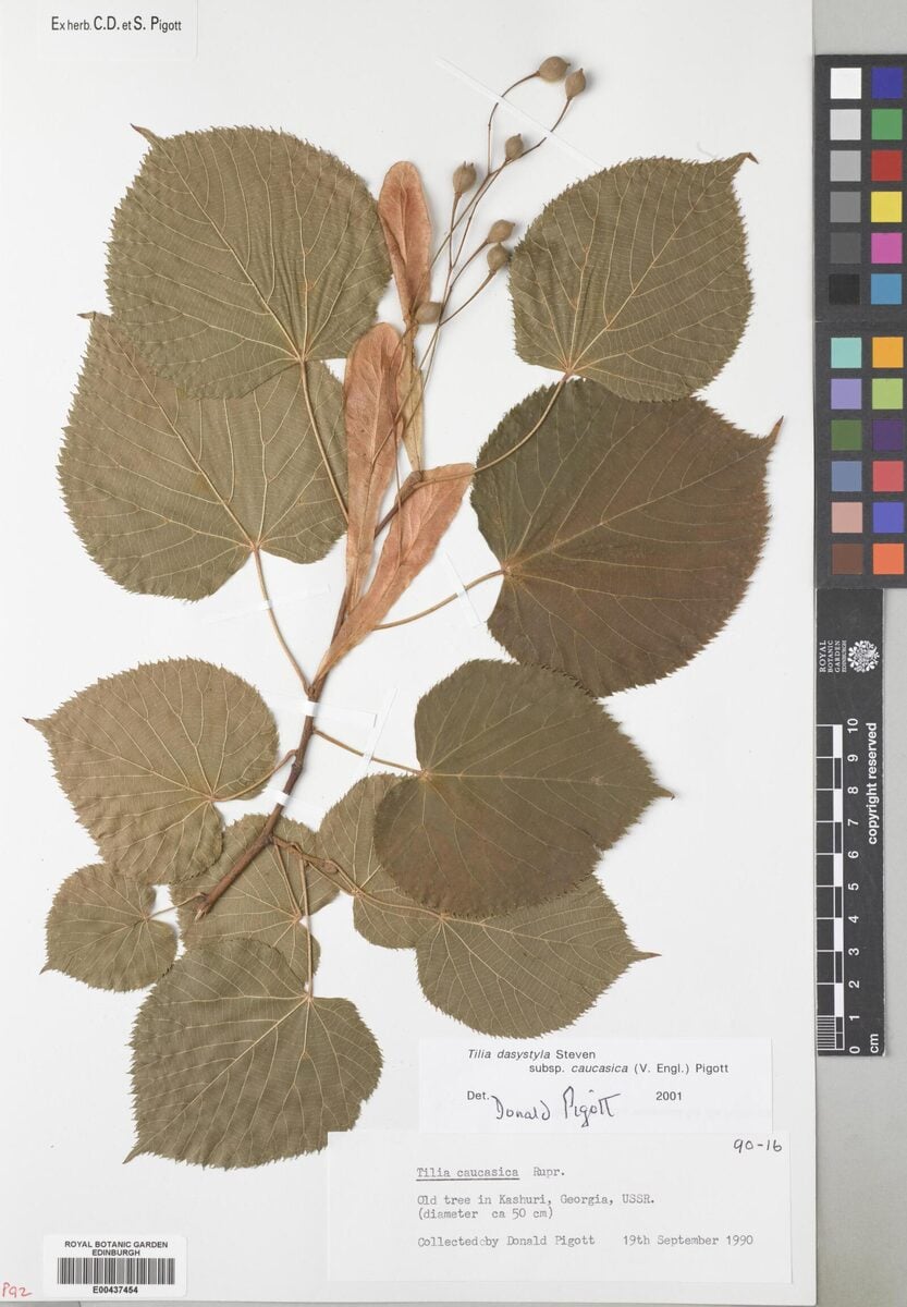 Tilia rubra subsp. caucasica