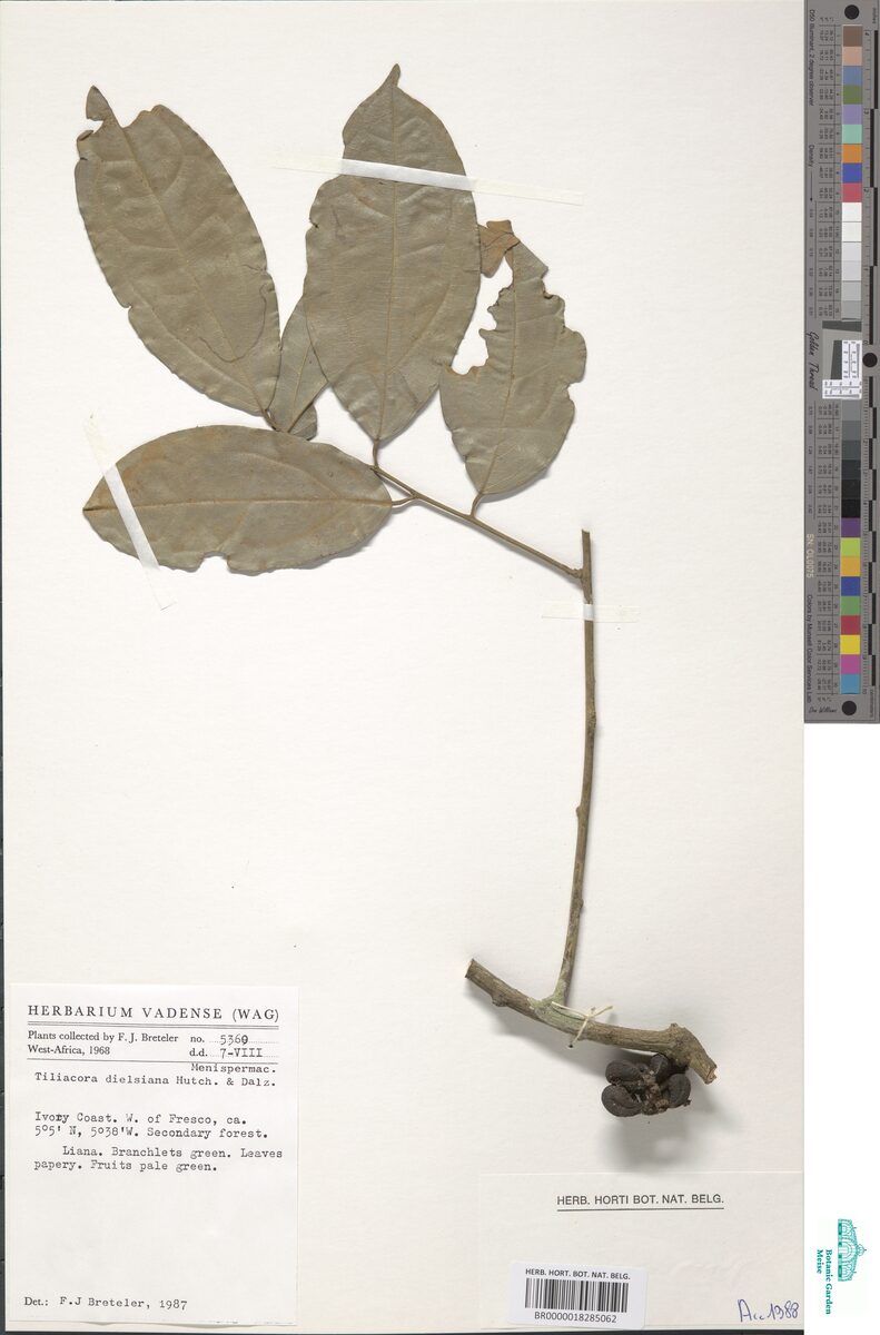 Tiliacora dielsiana — photo