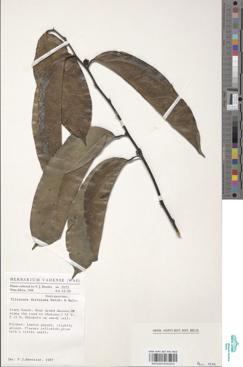 Tiliacora dielsiana — photo