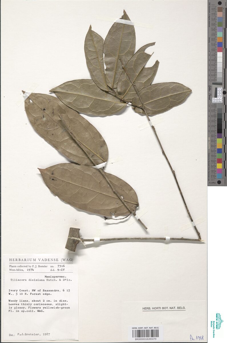 Tiliacora dielsiana
