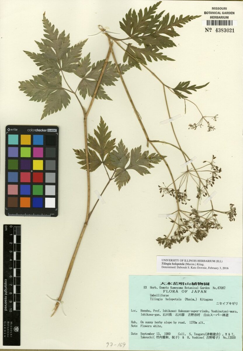 Tilingia holopetala