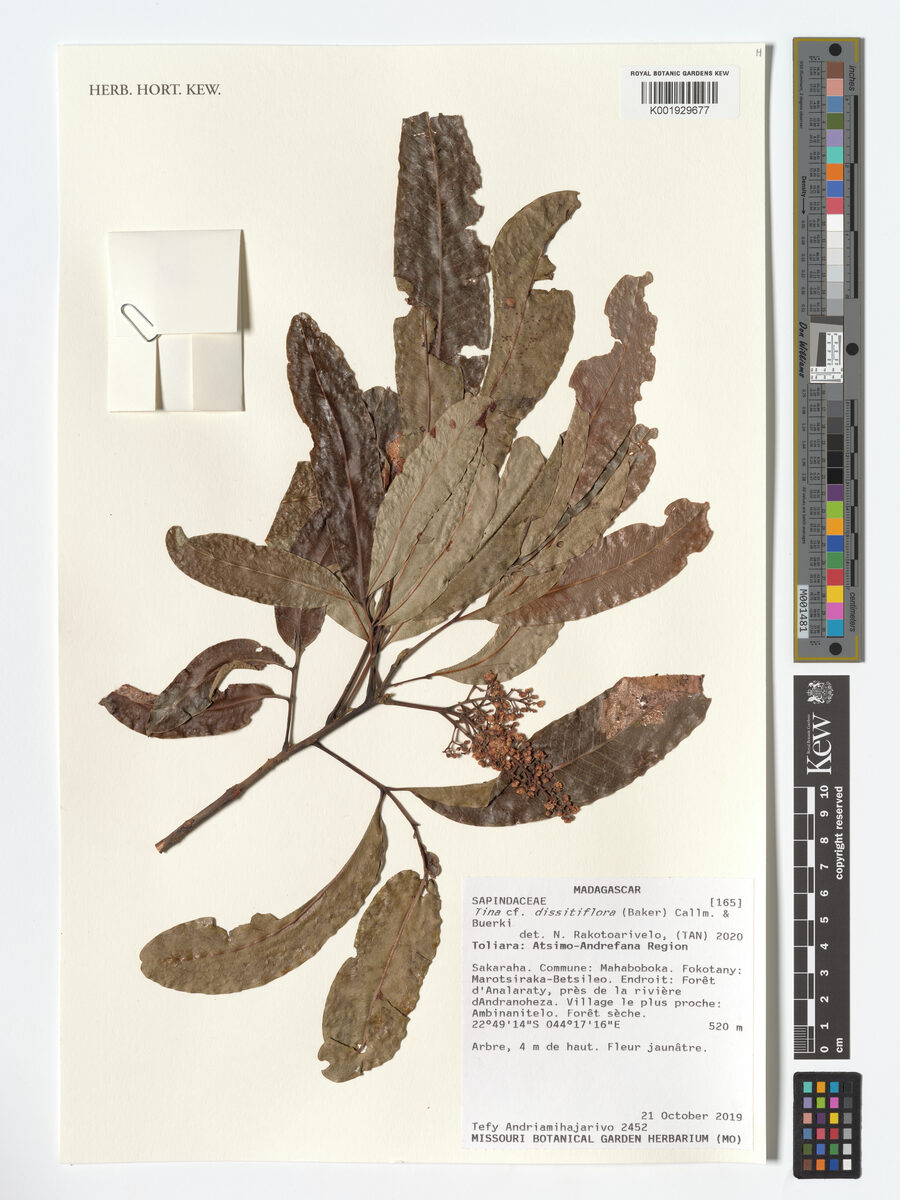 Tina dissitiflora — photo