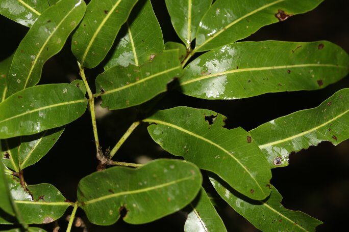 Tina dissitiflora — photo