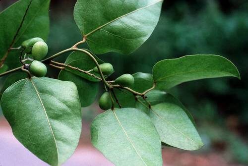 Tinospora smilacina (Snakevine) — photo