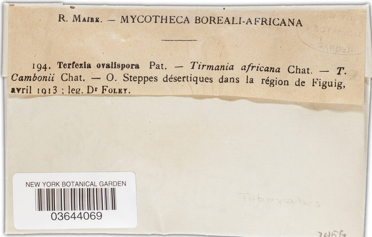 Tirmania africana