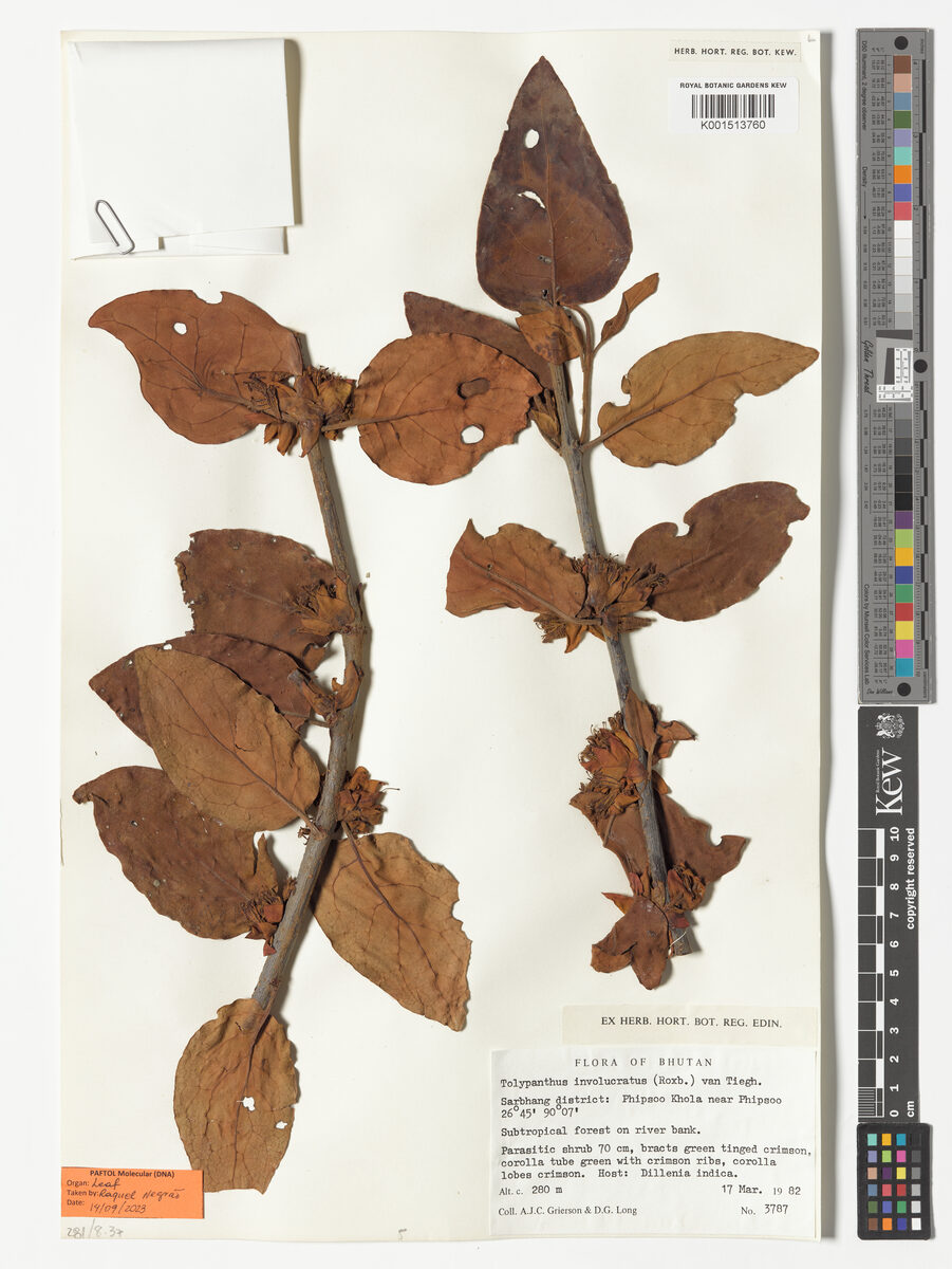 Tolypanthus involucratus — photo